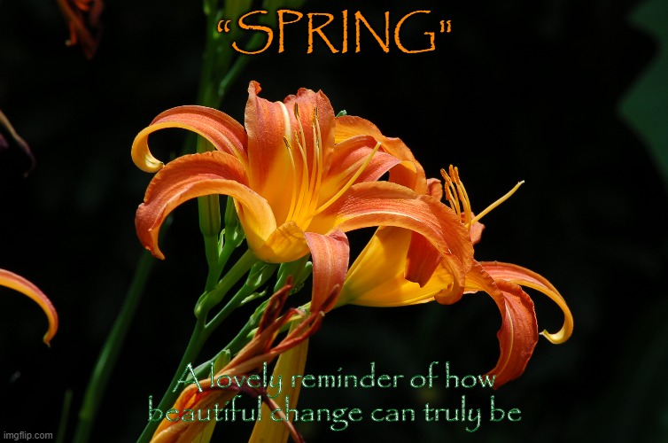 Spring | “SPRING"; A lovely reminder of how beautiful change can truly be | image tagged in flower power | made w/ Imgflip meme maker