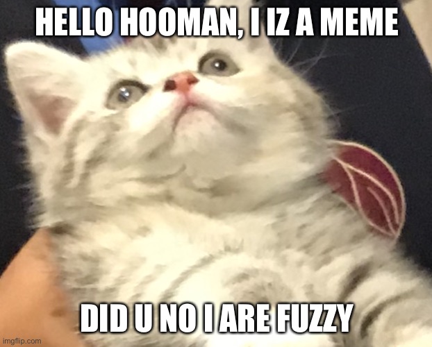 Smokey Says | HELLO HOOMAN, I IZ A MEME; DID U NO I ARE FUZZY | image tagged in funny cat memes | made w/ Imgflip meme maker