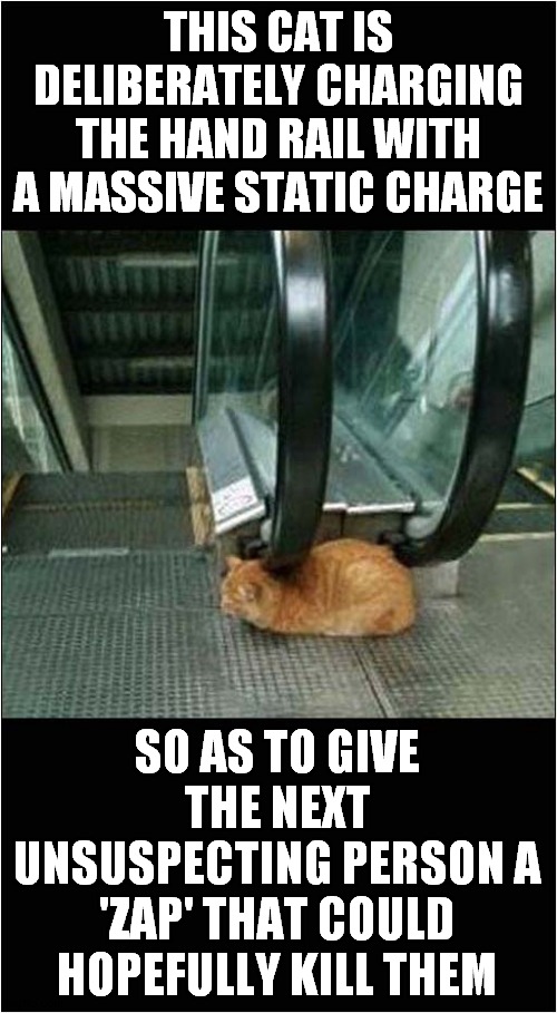 Static Cat Experiment | THIS CAT IS DELIBERATELY CHARGING THE HAND RAIL WITH A MASSIVE STATIC CHARGE; SO AS TO GIVE THE NEXT UNSUSPECTING PERSON A 'ZAP' THAT COULD HOPEFULLY KILL THEM | image tagged in cats,static,experiment | made w/ Imgflip meme maker