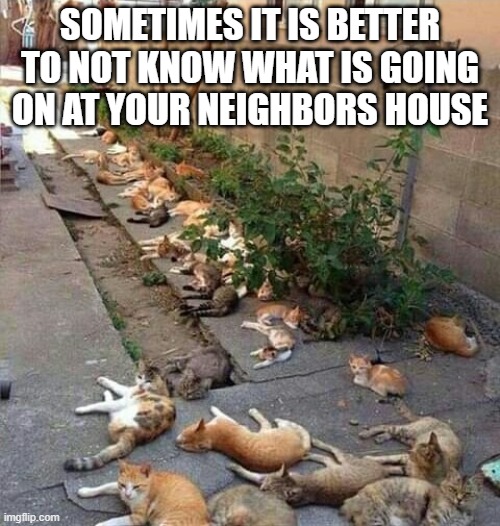 mind your business | SOMETIMES IT IS BETTER TO NOT KNOW WHAT IS GOING ON AT YOUR NEIGHBORS HOUSE | image tagged in cats,funny cats | made w/ Imgflip meme maker