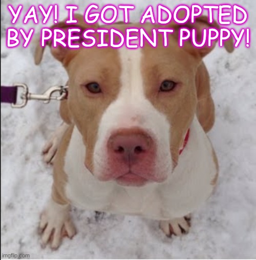 yay! | YAY! I GOT ADOPTED BY PRESIDENT PUPPY! | image tagged in i,got,adopted,by,president,puppy | made w/ Imgflip meme maker