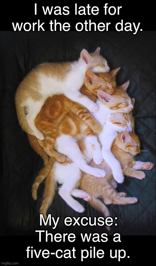 Five-cat Pile Up | I was late for work the other day. My excuse: There was a five-cat pile up. | image tagged in funny meme,cats | made w/ Imgflip meme maker