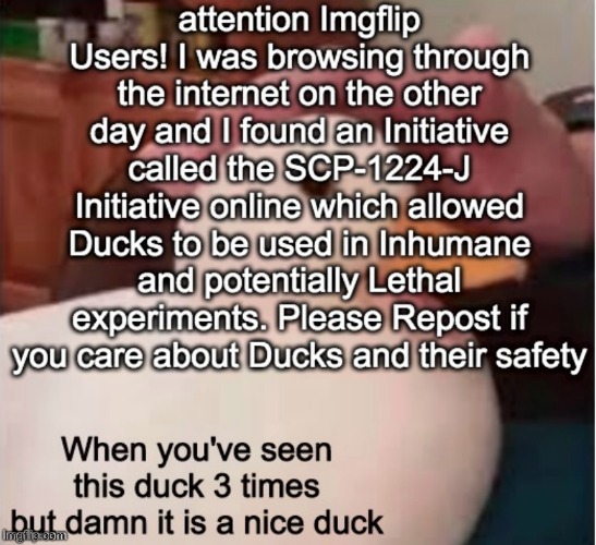 Duck Lives Matter | image tagged in ducks | made w/ Imgflip meme maker