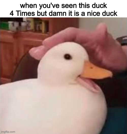 hehe cool duck | when you've seen this duck 4 Times but damn it is a nice duck | image tagged in duck | made w/ Imgflip meme maker