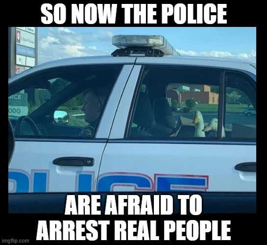 This is where it's headed | SO NOW THE POLICE; ARE AFRAID TO ARREST REAL PEOPLE | image tagged in george floyd,police,riots,looting | made w/ Imgflip meme maker