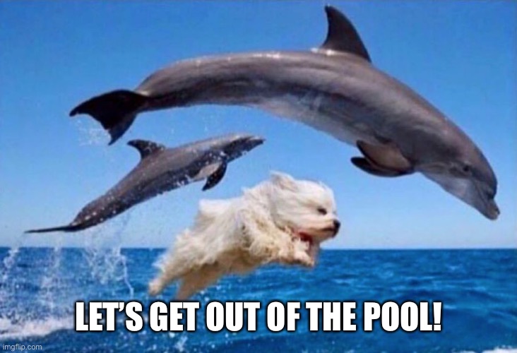 Dog swims with dolphins  | LET’S GET OUT OF THE POOL! | image tagged in dog swims with dolphins | made w/ Imgflip meme maker