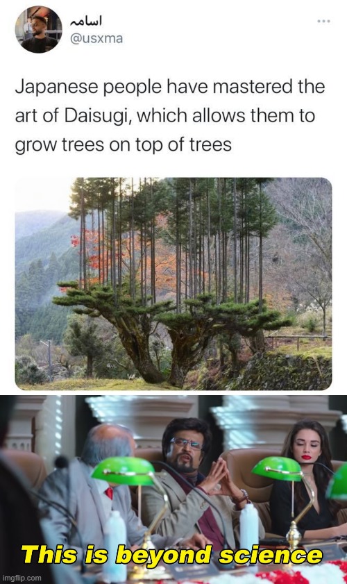 meanwhile in japan | image tagged in this is beyond science,trees,meanwhile in japan,science,japan,why japan | made w/ Imgflip meme maker