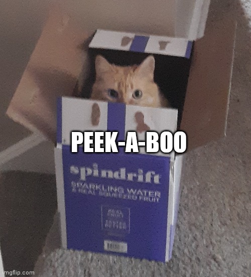 My cat (sorry about the quality) | PEEK-A-BOO | image tagged in funny cats | made w/ Imgflip meme maker