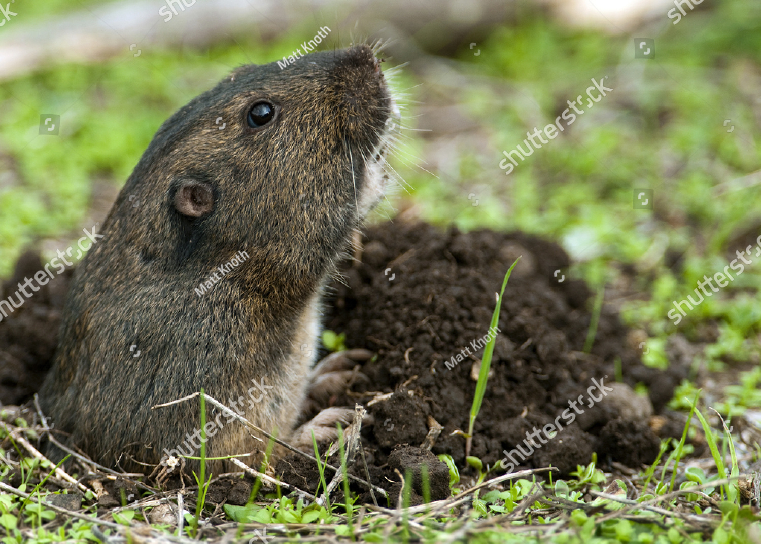 High Quality Gopher emerging from hole Blank Meme Template