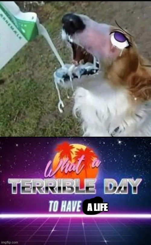 cursed dog | A LIFE | image tagged in what a terrible day to have eyes,cursed image,dog,cursed,delete this | made w/ Imgflip meme maker