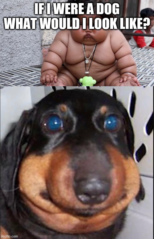 IF I WERE A DOG WHAT WOULD I LOOK LIKE? | image tagged in fat baby,fat dog | made w/ Imgflip meme maker