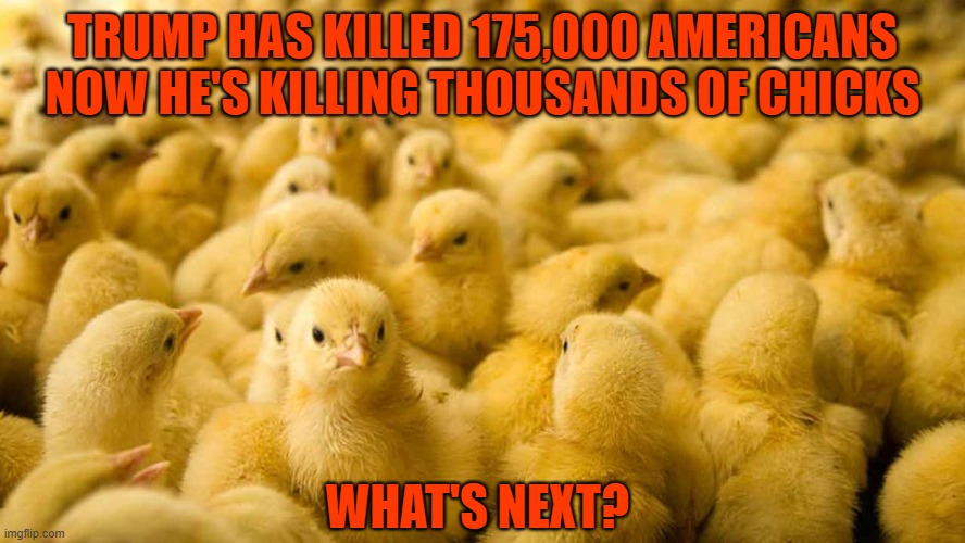 Trump is Death | TRUMP HAS KILLED 175,000 AMERICANS
NOW HE'S KILLING THOUSANDS OF CHICKS; WHAT'S NEXT? | image tagged in donald trump you're fired,dump trump,baby chicks,usps sabotage | made w/ Imgflip meme maker