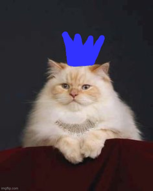 290K point celebration! | image tagged in cat crown,imgflip points | made w/ Imgflip meme maker