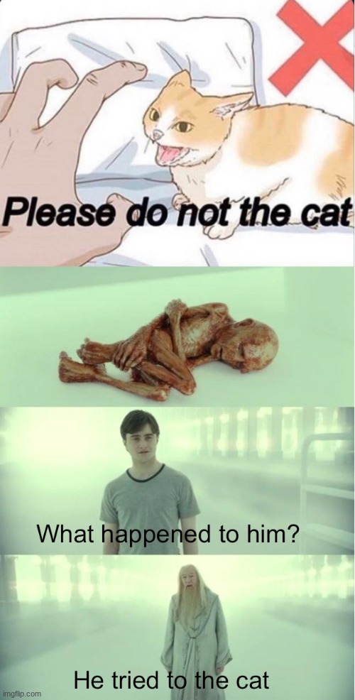 please do not the cat | image tagged in memes,funny memes,cat | made w/ Imgflip meme maker