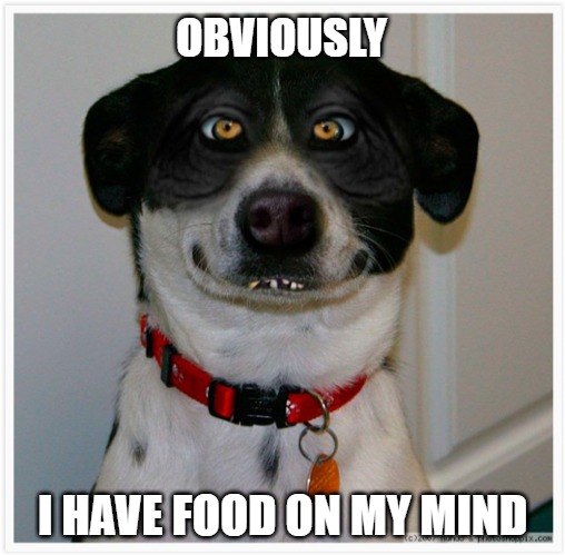 Doesn't everyone? | OBVIOUSLY; I HAVE FOOD ON MY MIND | image tagged in dogs,memes,fun,funny,2020,funny memes | made w/ Imgflip meme maker