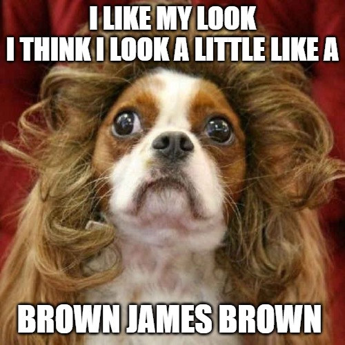 Just call me BJB | I LIKE MY LOOK
I THINK I LOOK A LITTLE LIKE A; BROWN JAMES BROWN | image tagged in dogs,memes,fun,funny,2020,funny memes | made w/ Imgflip meme maker