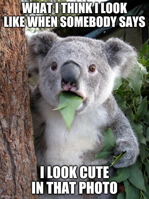 Surprised Koala | WHAT I THINK I LOOK LIKE WHEN SOMEBODY SAYS; I LOOK CUTE IN THAT PHOTO | image tagged in memes,surprised koala | made w/ Imgflip meme maker