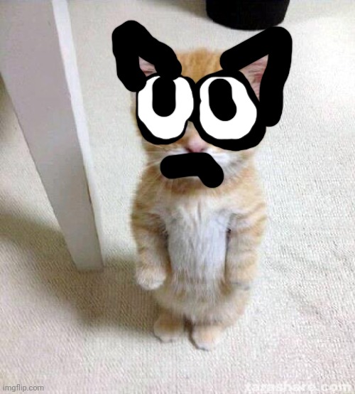 Cute Cat | image tagged in memes,cute cat | made w/ Imgflip meme maker