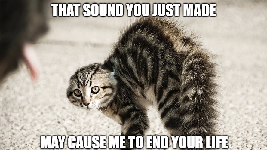 Scare me and you must die | THAT SOUND YOU JUST MADE; MAY CAUSE ME TO END YOUR LIFE | image tagged in cats,death,memes,fun,funny,2020 | made w/ Imgflip meme maker