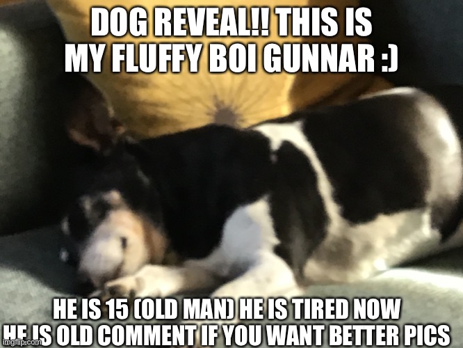 He you go | DOG REVEAL!! THIS IS MY FLUFFY BOI GUNNAR :); HE IS 15 (OLD MAN) HE IS TIRED NOW HE IS OLD COMMENT IF YOU WANT BETTER PICS | made w/ Imgflip meme maker