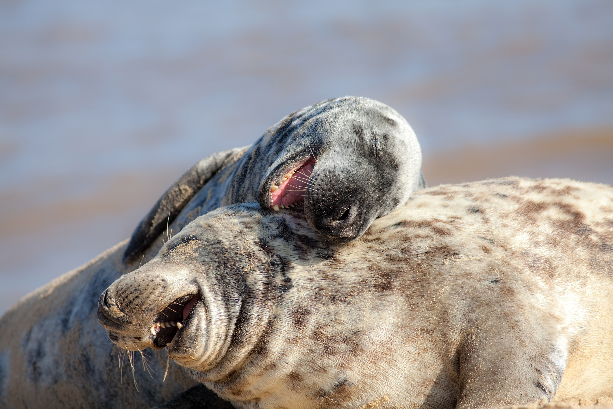 High Quality laughing seals Blank Meme Template