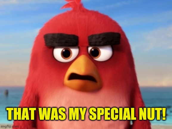 Angry Birds | THAT WAS MY SPECIAL NUT! | image tagged in angry birds | made w/ Imgflip meme maker