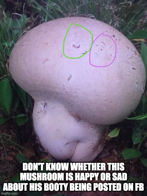 Mushroom B00ty | DON'T KNOW WHETHER THIS MUSHROOM IS HAPPY OR SAD ABOUT HIS B00TY BEING POSTED ON FB | image tagged in mushroom | made w/ Imgflip meme maker