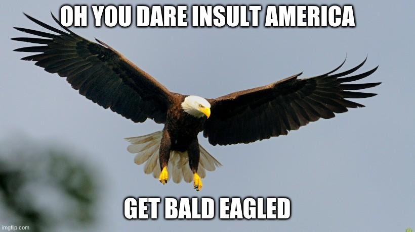 Bald Eagled | OH YOU DARE INSULT AMERICA; GET BALD EAGLED | image tagged in bald eagled | made w/ Imgflip meme maker