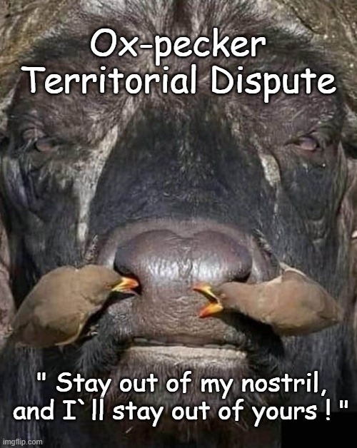 Ox-pecker Dispute | Ox-pecker Territorial Dispute; " Stay out of my nostril, and I`ll stay out of yours ! " | image tagged in nostradamus | made w/ Imgflip meme maker
