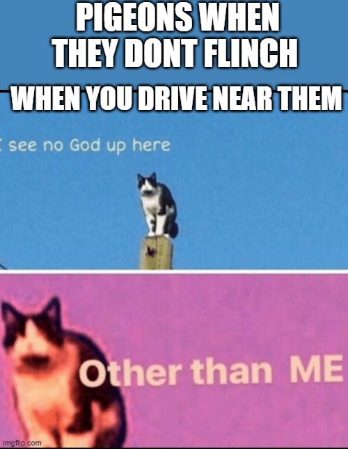 I see no god up here other than me | PIGEONS WHEN THEY DONT FLINCH; WHEN YOU DRIVE NEAR THEM | image tagged in i see no god up here other than me | made w/ Imgflip meme maker