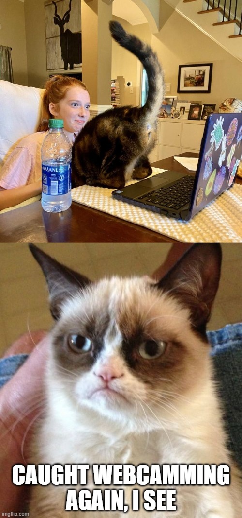 You naughty cat | CAUGHT WEBCAMMING AGAIN, I SEE | image tagged in grumpy cat,webcam,zoom,snapchat,chat,naughty | made w/ Imgflip meme maker