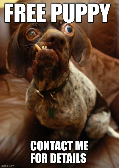 Free puppy | FREE PUPPY; CONTACT ME FOR DETAILS | image tagged in free puppy,funny dogs | made w/ Imgflip meme maker