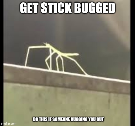 a great way to troll beggers | GET STICK BUGGED; DO THIS IF SOMEONE BUGGING YOU OUT | image tagged in stickbug | made w/ Imgflip meme maker