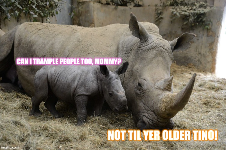 Tiny rino | CAN I TRAMPLE PEOPLE TOO, MOMMY? NOT TIL YER OLDER TINO! | image tagged in wait this is beyond illegal,rino,rhinoceros,cute animals | made w/ Imgflip meme maker