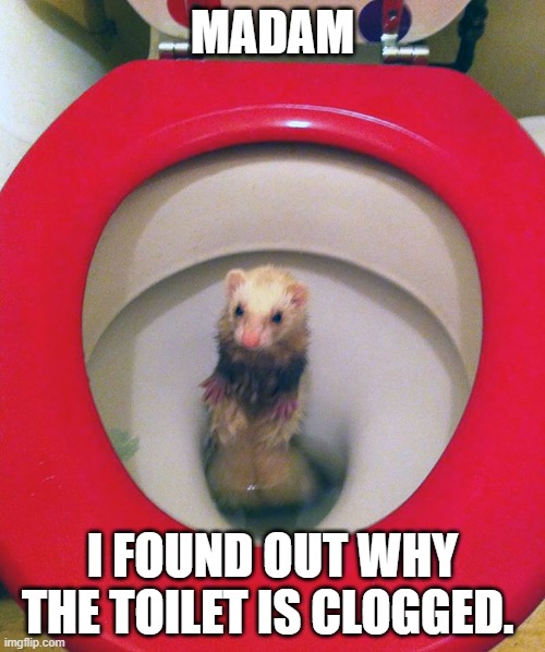 Fix it! | MADAM; I FOUND OUT WHY THE TOILET IS CLOGGED. | image tagged in ferret,toilet | made w/ Imgflip meme maker
