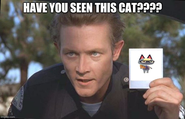 Have You Seen | HAVE YOU SEEN THIS CAT???? | image tagged in have you seen | made w/ Imgflip meme maker