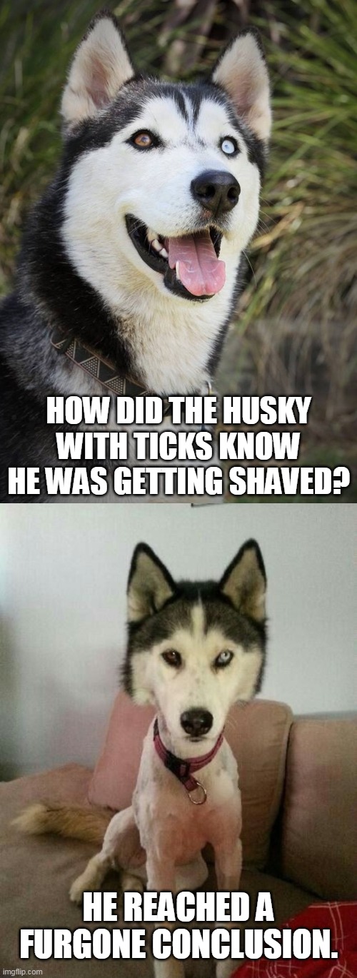 InFURiating Development. | HOW DID THE HUSKY WITH TICKS KNOW HE WAS GETTING SHAVED? HE REACHED A FURGONE CONCLUSION. | image tagged in memes,husky,bad pun,bad puns,dogs,bad pun dog | made w/ Imgflip meme maker