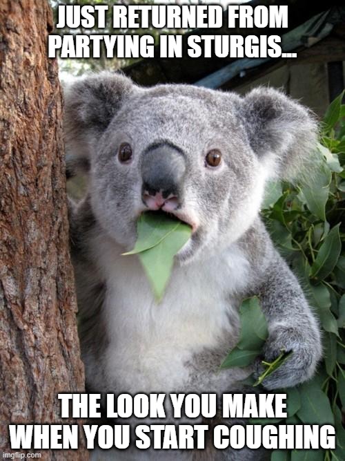 Sturgis' Revenge | JUST RETURNED FROM PARTYING IN STURGIS... THE LOOK YOU MAKE WHEN YOU START COUGHING | image tagged in memes,surprised koala,covid-19 | made w/ Imgflip meme maker