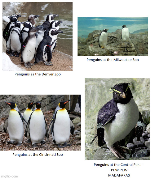 Penguins at the Zoo | image tagged in penguins,zoo,pew pew pew,madafakas | made w/ Imgflip meme maker