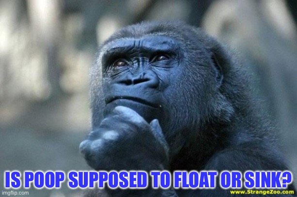 Deep Thoughts | IS POOP SUPPOSED TO FLOAT OR SINK? | image tagged in deep thoughts | made w/ Imgflip meme maker