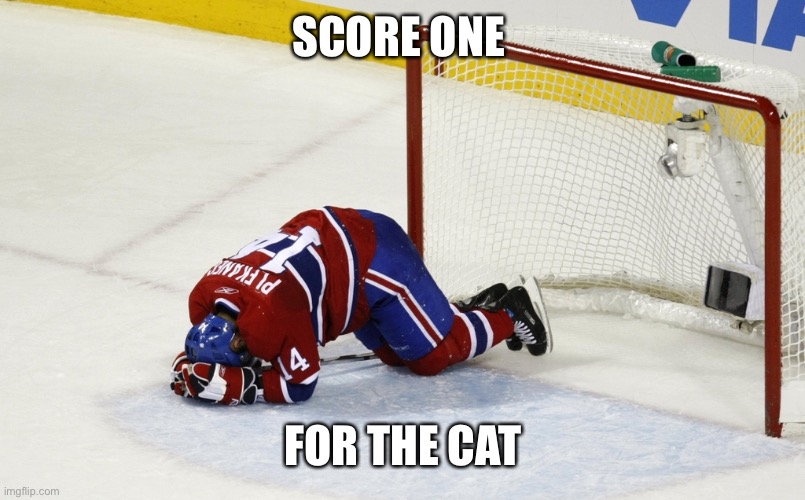 hockey goalie on face | SCORE ONE FOR THE CAT | image tagged in hockey goalie on face | made w/ Imgflip meme maker