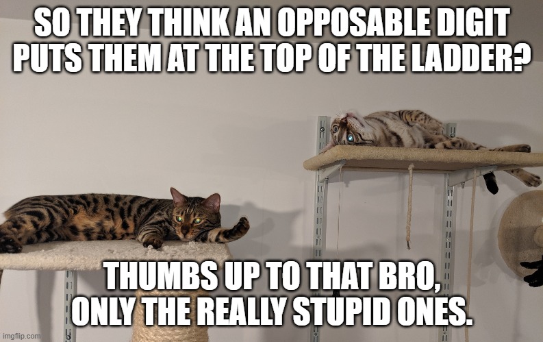 two brothers | SO THEY THINK AN OPPOSABLE DIGIT PUTS THEM AT THE TOP OF THE LADDER? THUMBS UP TO THAT BRO, ONLY THE REALLY STUPID ONES. | image tagged in two brothers | made w/ Imgflip meme maker