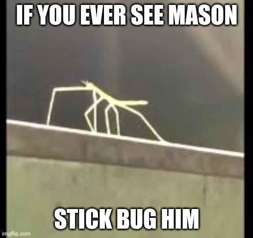 idk but this is what i post | IF YOU EVER SEE MASON; STICK BUG HIM | image tagged in stickbug | made w/ Imgflip meme maker