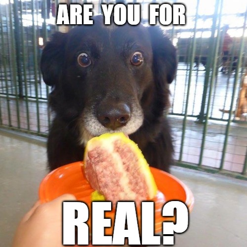 Be real | ARE  YOU  FOR; REAL? | image tagged in dogs,memes,fun,funny,cake,2020 | made w/ Imgflip meme maker