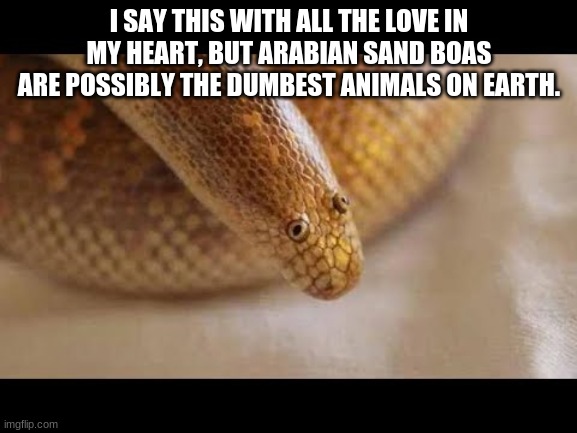 He do be looking fine tho | I SAY THIS WITH ALL THE LOVE IN MY HEART, BUT ARABIAN SAND BOAS ARE POSSIBLY THE DUMBEST ANIMALS ON EARTH. | image tagged in snake | made w/ Imgflip meme maker