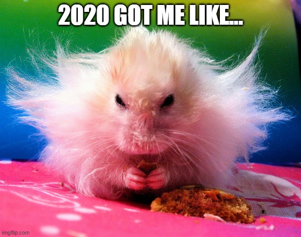 2020 | 2020 GOT ME LIKE... | image tagged in 2020,funny meme,animal meme | made w/ Imgflip meme maker