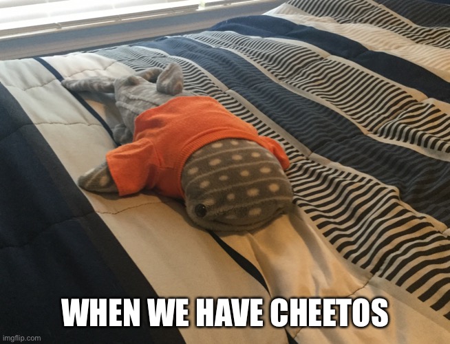 Whale shark with orange shirt on | WHEN WE HAVE CHEETOS | image tagged in whale shark with orange shirt on | made w/ Imgflip meme maker