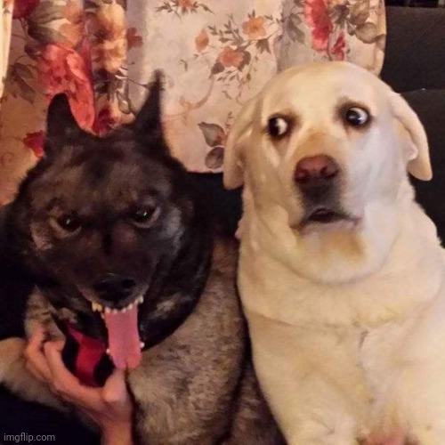 Rabid dog and freaked out friend | image tagged in rabid dog and freaked out friend | made w/ Imgflip meme maker