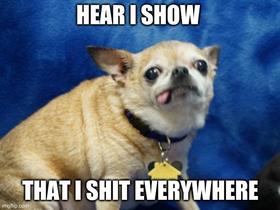 Derpy Dog | HEAR I SHOW; THAT I SHIT EVERYWHERE | image tagged in derpy dog | made w/ Imgflip meme maker