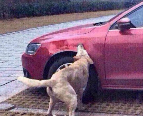 High Quality Dog catches car Blank Meme Template